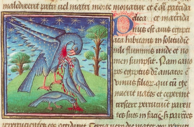 Illustration from a mid-15th century manuscript depicting a Pelican piercing its own breast so that its young may drink from its blood. (photo credit: COURTESY: MUSEUM MEERMANNO/THE HAAG/MMW/10 B 25/FOLIO 32R)