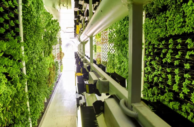 A Vertical Field "Urban Farm" uses BIOLED eco-lighting technology to grow produce for a Rami Levy supermarket in Bnei Brak. (photo credit: VERTICAL FIELD)
