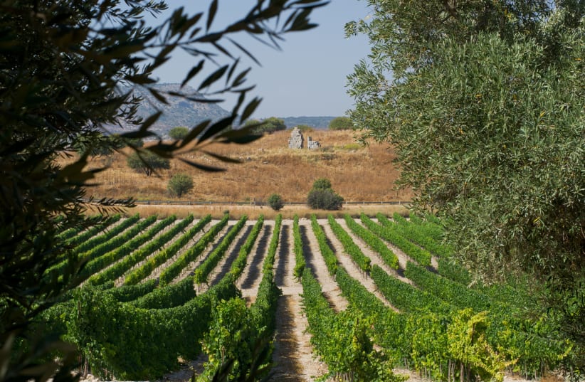 THROUGHOUT ISRAEL, the vine and olive tree grow together, as can be seen in the Upper Galilee. (photo credit: CARMEL WINERY)