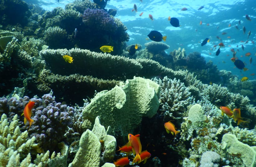 Coral reefs of the Red Sea (photo credit: PROF. MAOZ FINE)