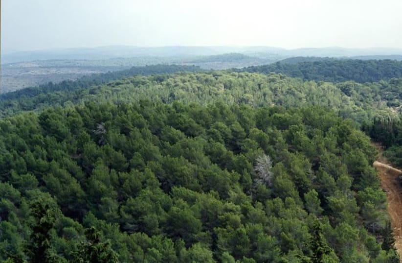 Ofer forest (photo credit: WIKIMEDIA)