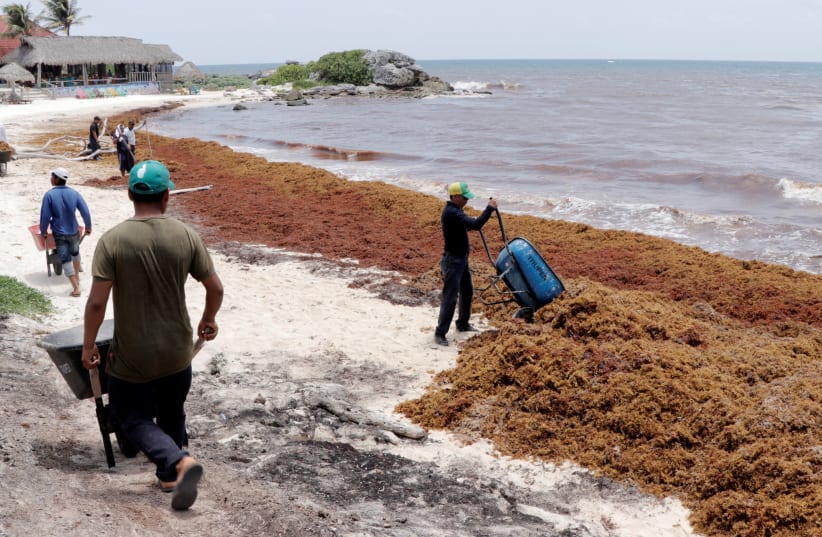 Workers clear Sargassum algae along the beach. Maof Holdings was able to offer an innovative solution to a plague that had been damaging tourism in the Caribbean for years. (photo credit: Courtesy)