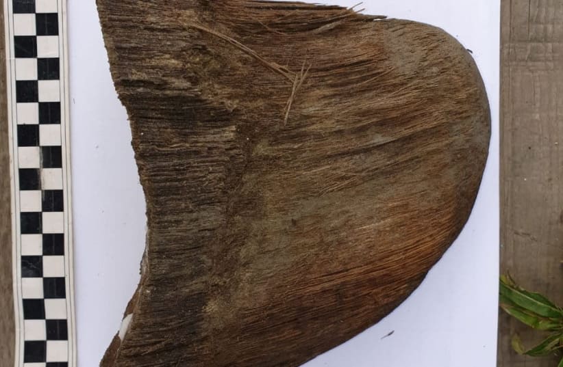 A horn of a juvenile woolly rhinoceros, the carcass of which was found in permafrost in august 2020 on the banks of the Tirekhtyakh river in the region of Yakutia in eastern Siberia, Russia, is seen in this undated handout photo obtained by Reuters (photo credit: DEPARTMENT FOR THE STUDY OF MAMMOTH FAUNA OF THE ACADEMY OF SCIENCES OF THE REPUBLIC OF SAKHA (YAKUT)