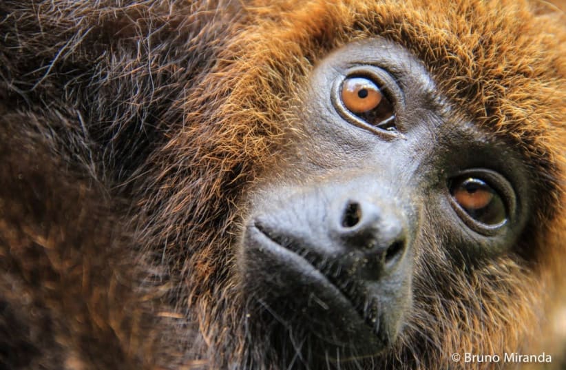 Northern brown howler monkey (photo credit: BRUNO MIRANDA)