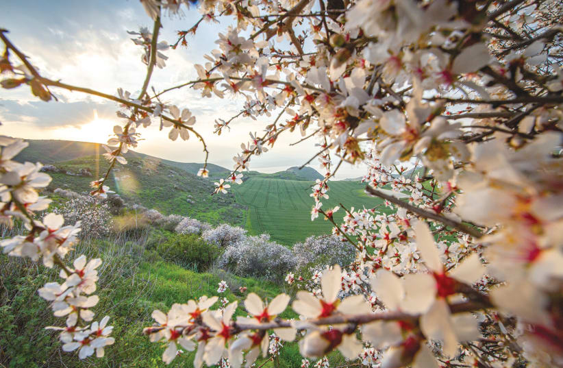 ALMOND TREES blossom on the Golan Heights (photo credit: MAOR KINSBURSKY/FLASH90)