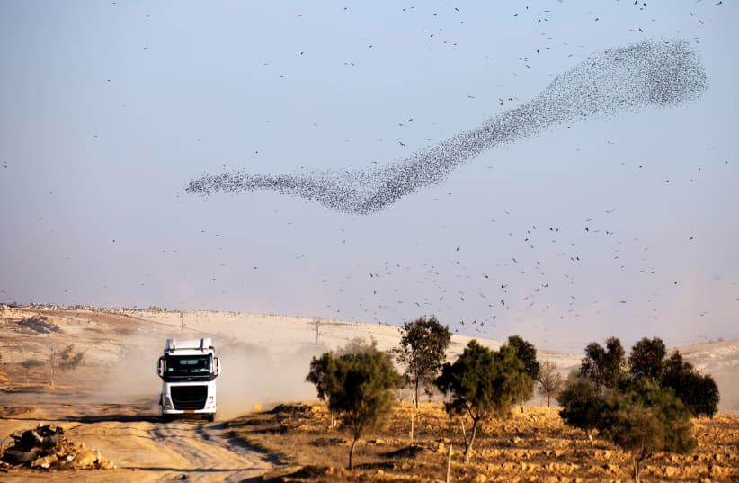 A murmuration of starlings fly above a garbage dump near Beersheba (photo credit: AMIR COHEN/REUTERS)