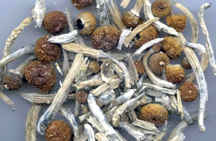Psilocybin or "magic mushrooms" are seen in an undated photo provided by the U.S. Drug Enforcement Agency (DEA) in Washington, U.S. May 7, 2019. DEA/Handout via REUTERs (photo credit: DEA/HANDOUT VIA REUTERS)