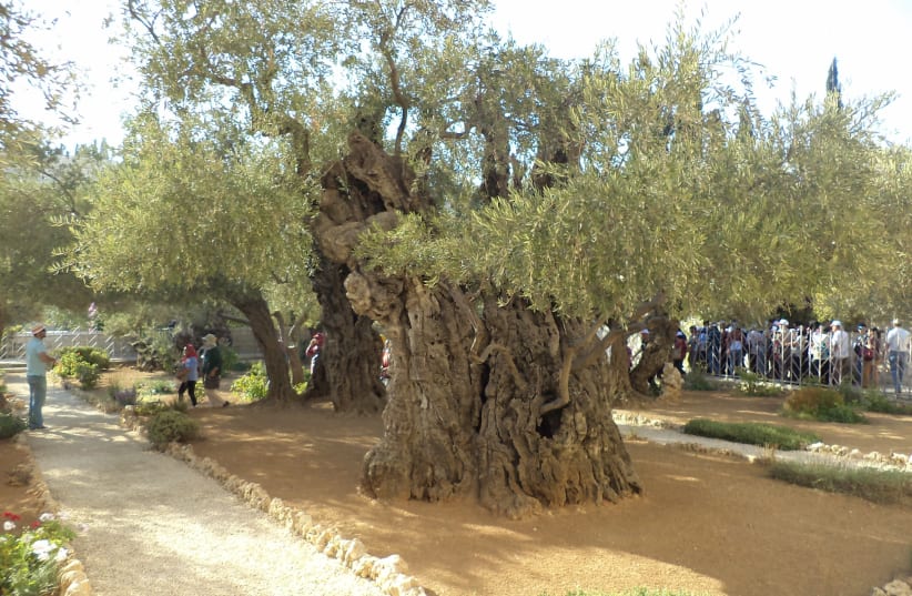 THE ANCIENT olive tree in Jerusalem’s Garden of Gethsemane.  (photo credit: Wikimedia Commons)