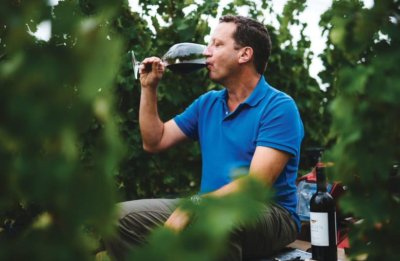 VICTOR SCHOENFELD, head winemaker at Golan Heights Winery, tasting a vintage he made in the vineyard.  (photo credit: GOLAN HEIGHTS WINERY)