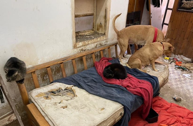 Dogs and cats found in Ramallah apartment (photo credit: POLICE SPOKESPERSON'S UNIT)