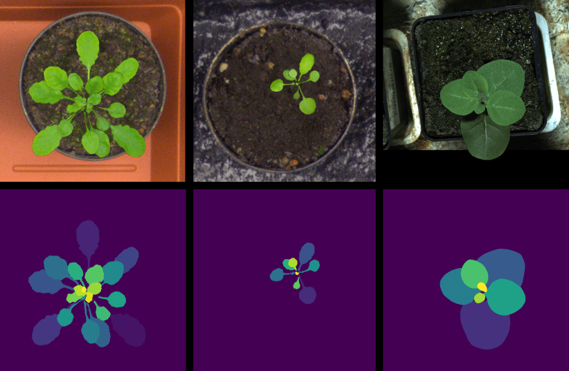 Artificial images of tobacco plants (right) and two Arabidopsis species (middle, left). The top row presents the artificial images, and the bottom row – the leaf masks. By creating a large quantity of artificial (synthetic) leaf images deep neural networks can be trained, thus providing for better l (photo credit: TECHNION)