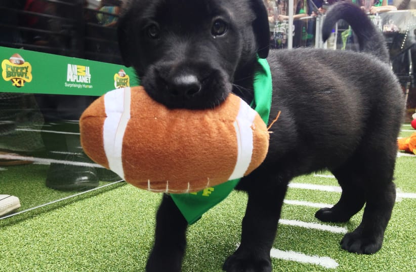 A puppy holds onto a plush football at the "Puppy Bowl" in Phoenix, Arizona, January 29, 2015. Thursday's "players" in downtown Phoenix were all puppies - part of a drive by the Animal Planet television channel and the Arizona Humane Society to encourage adoptions ahead of the televised "Puppy Bowl" (photo credit: DANIEL WALLIS/REUTERS)
