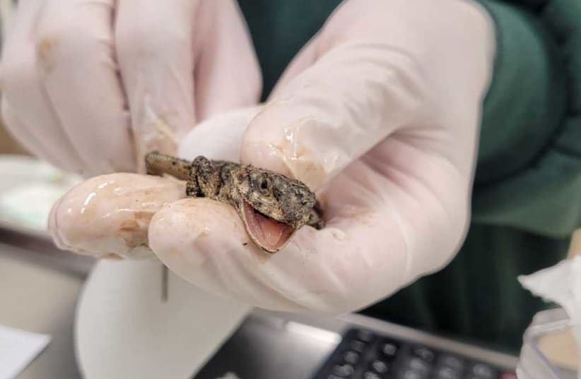Veterinarians at the Safari Wildlife Hosipital in Ramat Gan treat an agamid lizard which was injured by a recent oil spill. Feb. 21, 2021. (photo credit: COURTESY OF THE SAFARI'S WILDLIFE HOSPITAL)