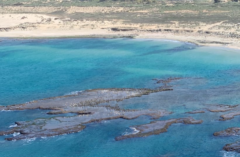 Tar pollution near the shore of Israel  (photo credit: CEO OF THE NATURE AND PARKS AUTHORITY SHAUL GOLDSTEIN)