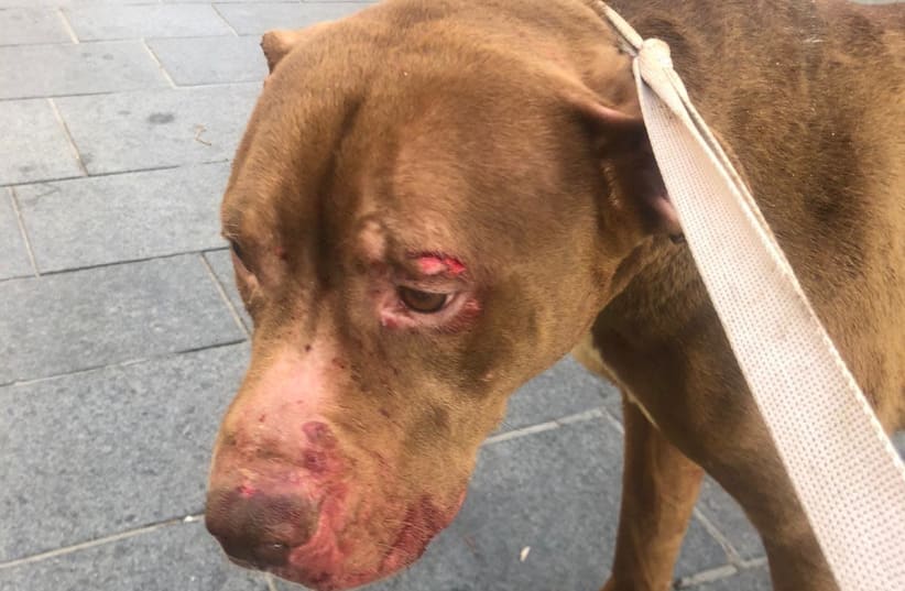 The dog found abused in an apartment in central Jerusalem (photo credit: POLICE SPOKESPERSON'S UNIT)