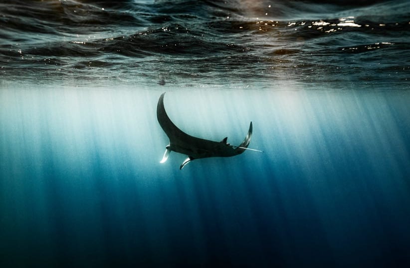 A manta ray is seen swimming off the coast of Eilat. (photo credit: OMRI OMSI / ISRAEL NATURE AND PARKS AUTHORITY)