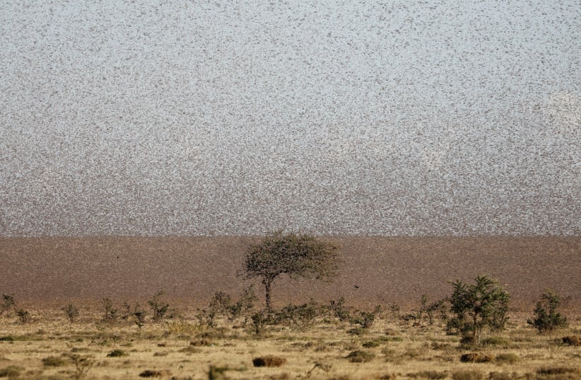A swarm of desert locusts fly near the town of Rumuruti, Kenya, January 31, 2021. (photo credit: REUTERS/BAZ RATNER)