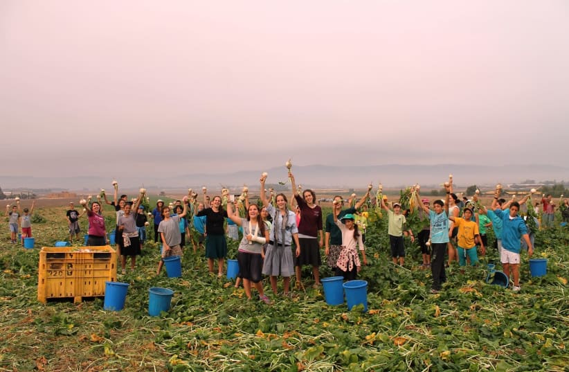 Leket Israel volunteers gleaning in the fields (photo credit: LEKET ISRAEL)