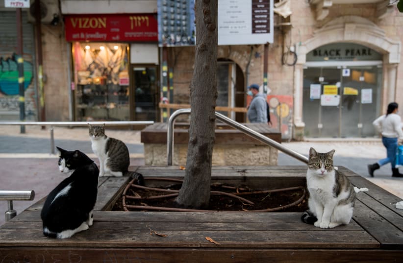 Cats sit on a bench in downtown Jerusalem, November 4, 2020. (photo credit: YONATAN SINDEL/FLASH 90)