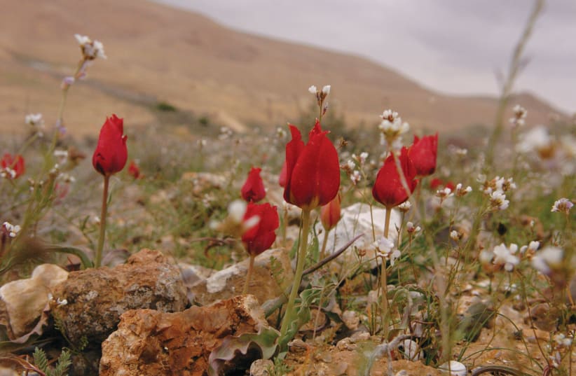 Tulips bloom in the high mountains of the Negev. (photo credit: YOSSI ZAMIR/FLASH90)