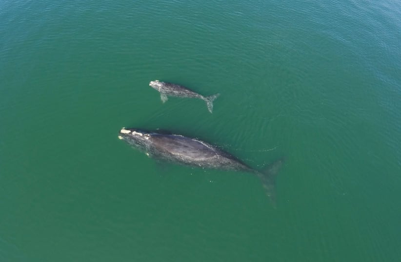 A NORTH ATLANTIC right whale and her calf are photographed by a drone operated by the Georgia Department of Natural Resources. (photo credit: GA DEPT. OF NATURAL RESOURCES/TNS)
