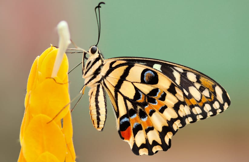A FRIEND drew my attention today to a beautiful butterfly. (photo credit: BORIS SMOKROVIC/UNSPLASH)