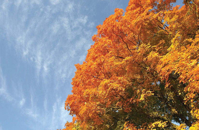 THE TURNING LEAVES of a maple tree are complemented by blue skies in Falls Village, Connecticut. (photo credit: JESSICA RINALDI / REUTERS)