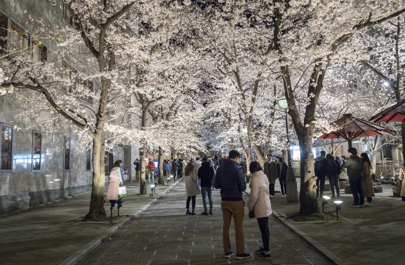 Kyoto and its cherry blossoms are well worth the visit (photo credit: ILAN ROGERS)
