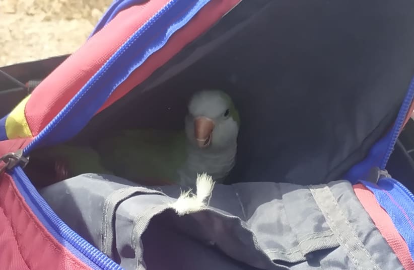 One of the nine parrots found on a stolen bike near Beersheba, April 18, 2021.  (photo credit: ISRAEL POLICE)