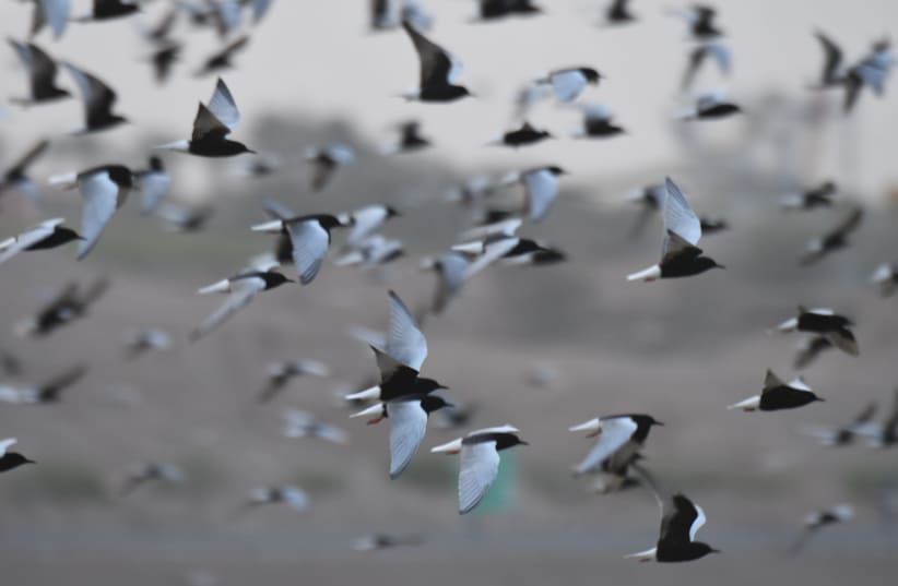 A huge group of white-winged terns are seen flocking to Eilat. (photo credit: NOAM WEISS/INTERNATIONAL BIRDING & RESEARCH CENTER EILAT (IBRCE))