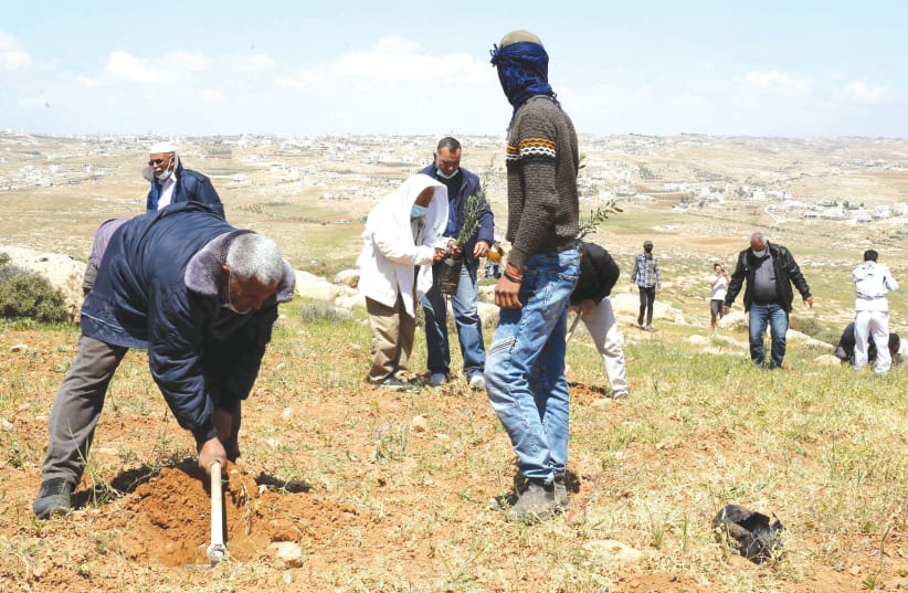 PEACE ACTIVISTS plant trees in protest against Jewish settlements near Yatta, in the West Bank, earlier this month. (photo credit: WISAM HASHLAMOUN/FLASH90)