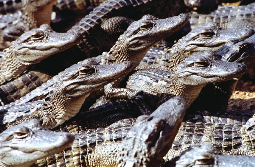 GATORS POPULATE Florida’s Everglades Alligator Farm (photo credit: REUTERS)