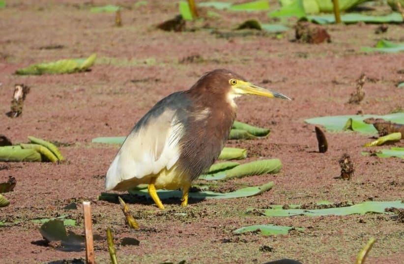 The Chinese Pond Heron. (photo credit: DEBBIE GREENBLAT/SOCIETY FOR PROTECTION OF NATURE IN ISRAEL)