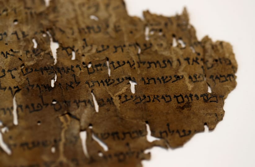 A fragment from the Dead Sea Scrolls that underwent genetic sampling to shed light on the 2,000-year-old biblical trove is shown to Reuters at the Israel Antiquities Authority (IAA) laboratory in Jerusalem June 2, 2020.  (photo credit: REUTERS/RONEN ZEVULUN)
