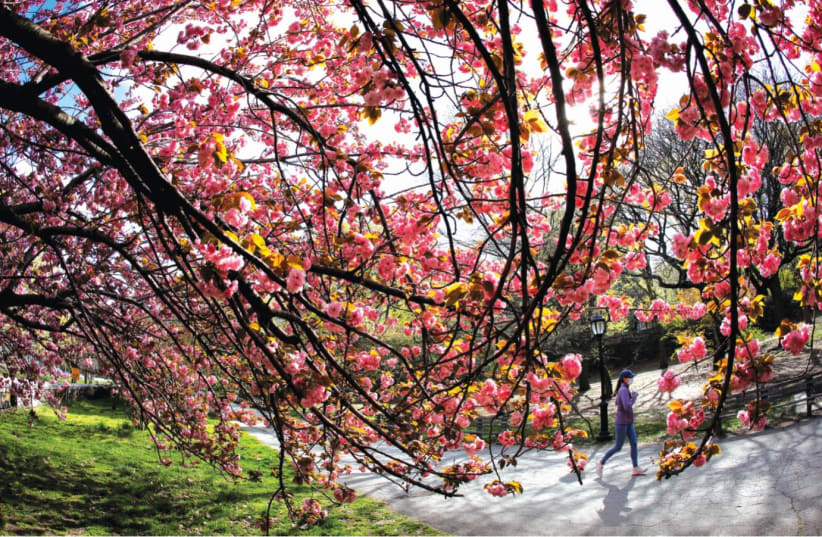 A woman jogs past blooming cherry trees on Earth Day in Riverside Park, New York City, April 22, 2021. (photo credit: MIKE SEGAR / REUTERS)