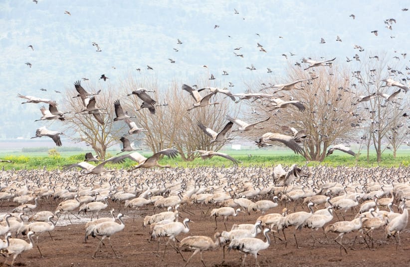 Migrating storks gather in Israel (photo credit: MICHAL GILADI)