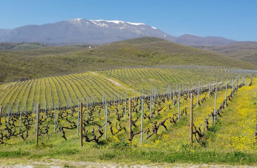 THE MAGNIFICENT vineyards of Kir Yianni Winery, specialists in Xinomavro (photo credit: KIR YIANNI)