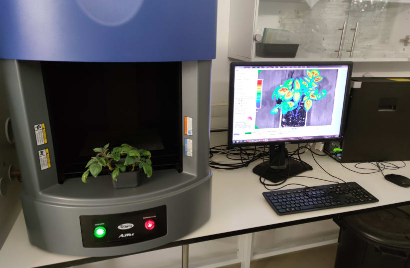 Hebrew University uses bio-sensors to determine if plants are under stress, and what processes these stress factors could affect. (photo credit: HEBREW UNIVERSITY)