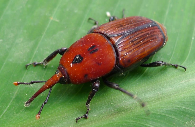 Red palm weevil. (photo credit: Wikimedia Commons)