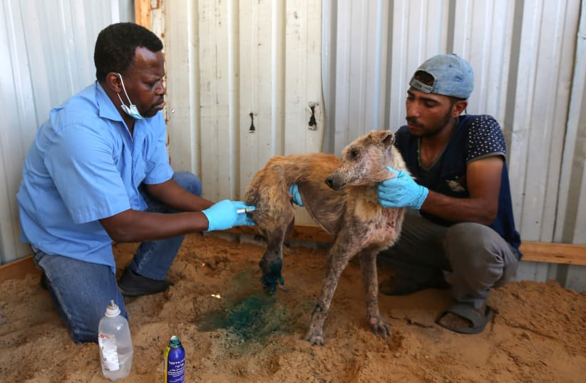 Palestinians treat a dog, which was wounded during the recent Israeli-Palestinian fighting, in Gaza May 24, 2021 (photo credit: IBRAHEEM ABU MUSTAFA/REUTERS)