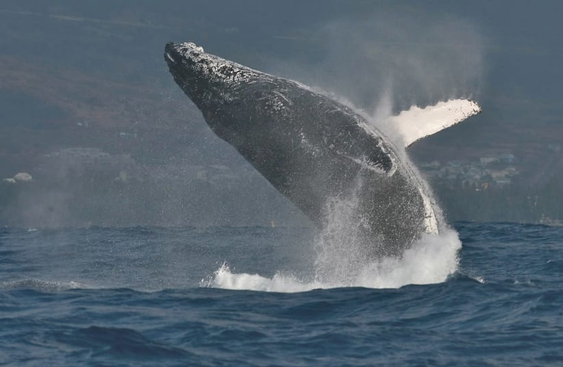 A humpback whale is seen breaching the water. (photo credit: Wikimedia Commons)
