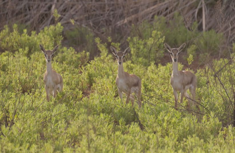 Buji, Gila and Tamar: The newly named young deer at the Deer Valley Park in Jerusalem. (photo credit: AMIR BALABAN/SOCIETY FOR THE PROTECTION OF NATURE IN ISRAEL)