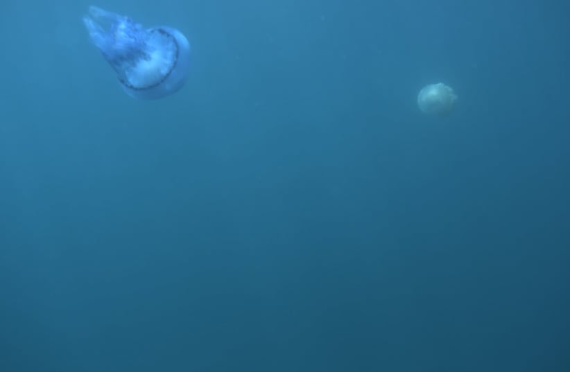 Jellyfish - submarine photo (photo credit: OHAD INBAR)