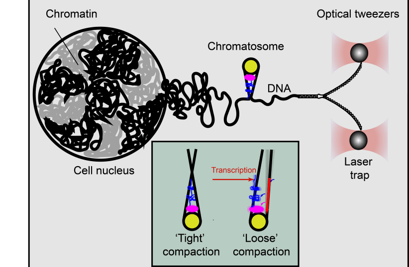 Optical tweezers apply force on DNA, and "unzip" it into two separate strands. Upon reaching the chromatosome the unzipping is halted by contacts of the histone proteins (yellow, pink, blue) with the DNA, revealing whether the chromatosome is in an "open" (right) or "closed" (left) structure. (photo credit: TECHNION)