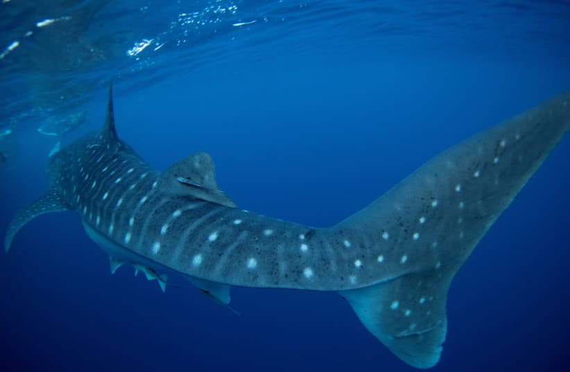 A whale shark swims next to volunteer divers after they removed abandoned fishing net that was covering a coral reef in a protected area of Ko Losin, Thailand June 19, 2021. (photo credit: REUTERS/JORGE SILVA)