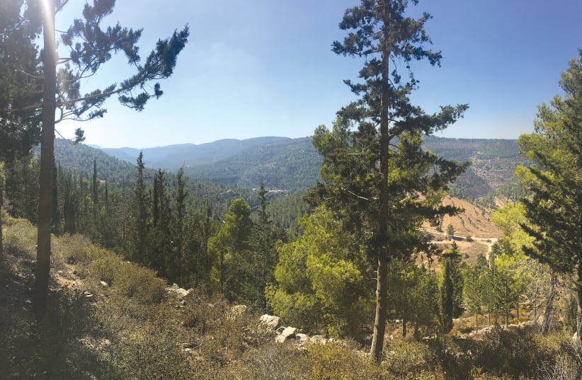 SHVIL HAMAAYANOT is a popular hiking trail close to Jerusalem, with stunning views of the Judean Mountains along much of its length and several springs along the trail. The start of the hike is only a 20-minute walk from Hadassah Ein Kerem. (photo credit: ARNOLD SLYPER)