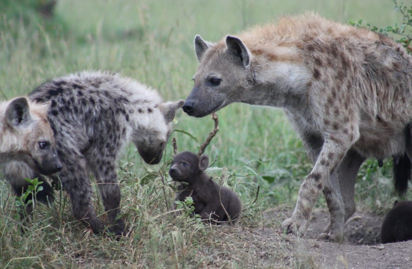 Spotted hyenas studied in Kenya, July 2021.  (photo credit: KATE SHAW YOSHIDA)
