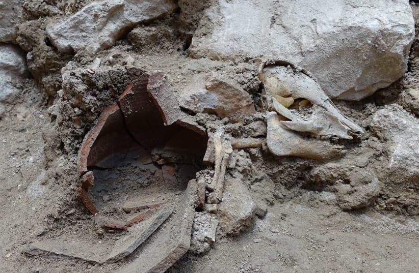 An ancient pig skeleton is seen in Jerusalem, having been discovered in a building dating back to the First Temple. (photo credit: OSCAR BEJERANO COURTESY OF THE ISRAEL ANTIQUITIES AUTHORITY)