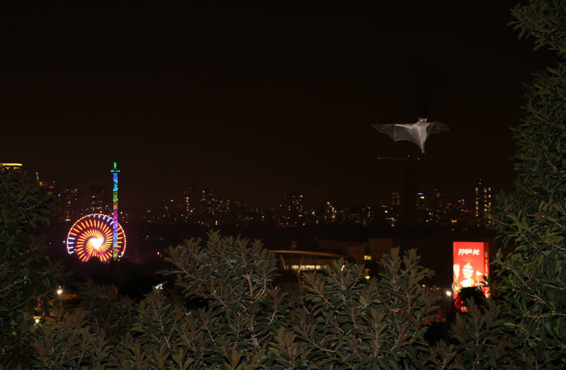 A photo of a fruit bat flying over Tel Aviv (photo credit: S. GREIF)