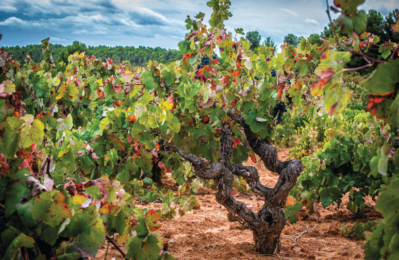 THE BEAUTIFUL old vines of the Bobal variety, with thick trunks and grotesque shapes of their waving branches (photo credit: VINA MEMORIAS WINERY)